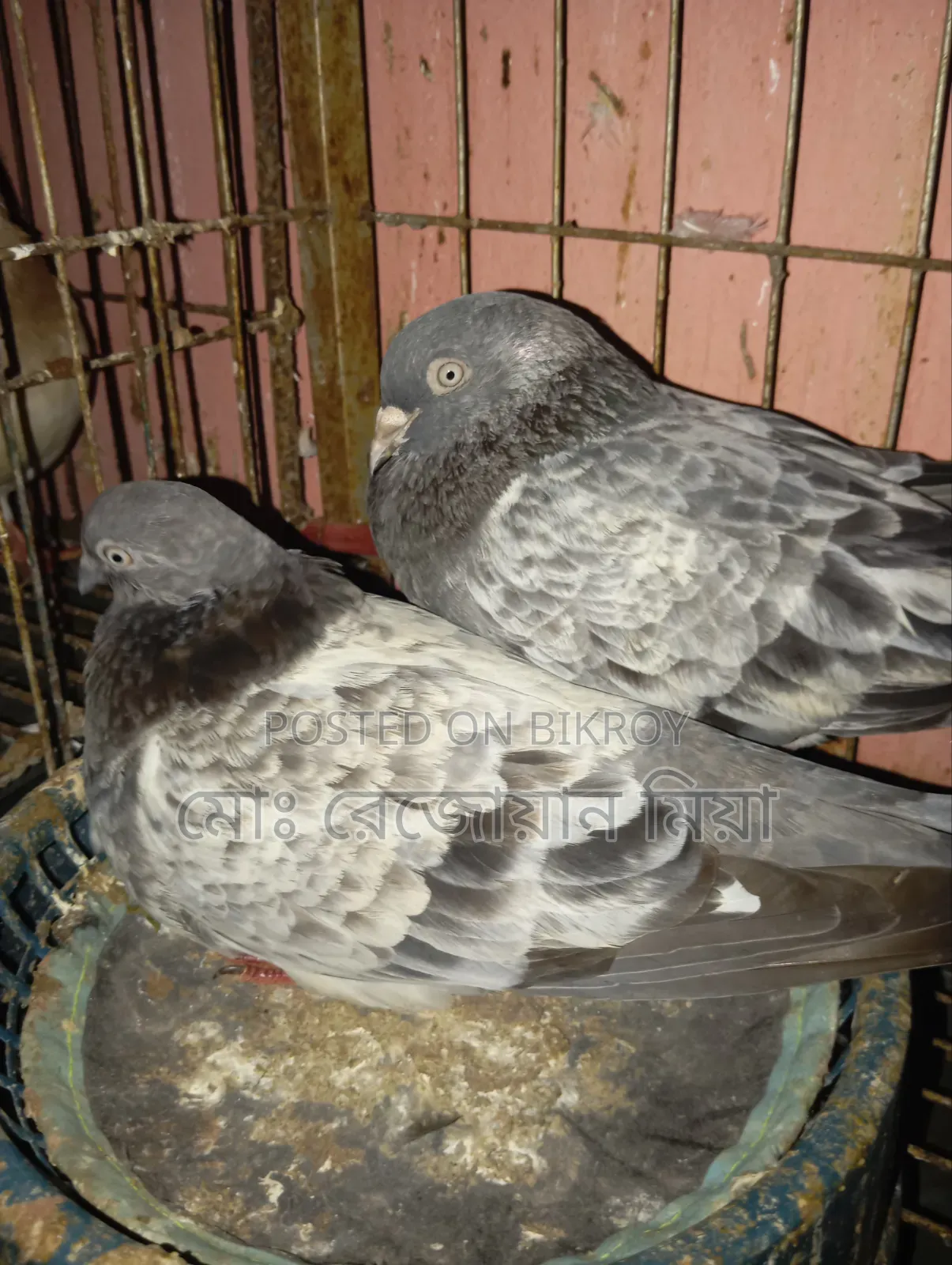 High-flying Giribaz pigeons for sale
