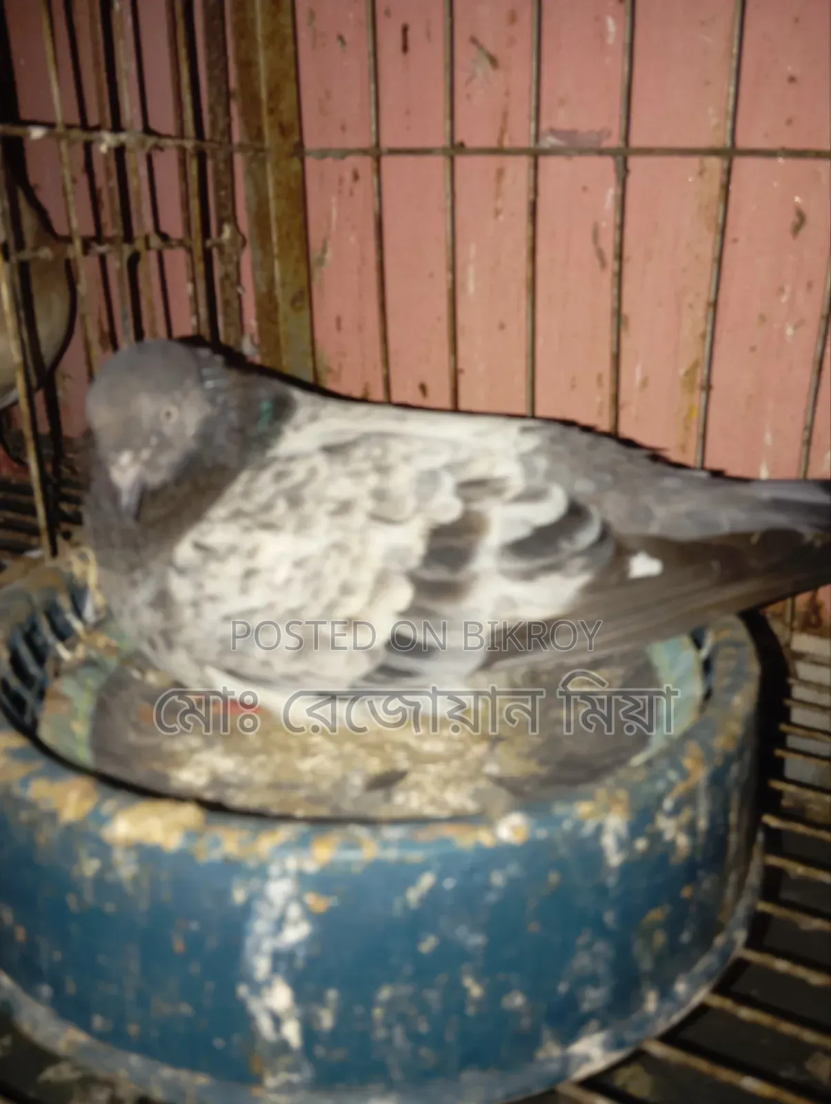 High-flying Giribaz pigeons for sale
