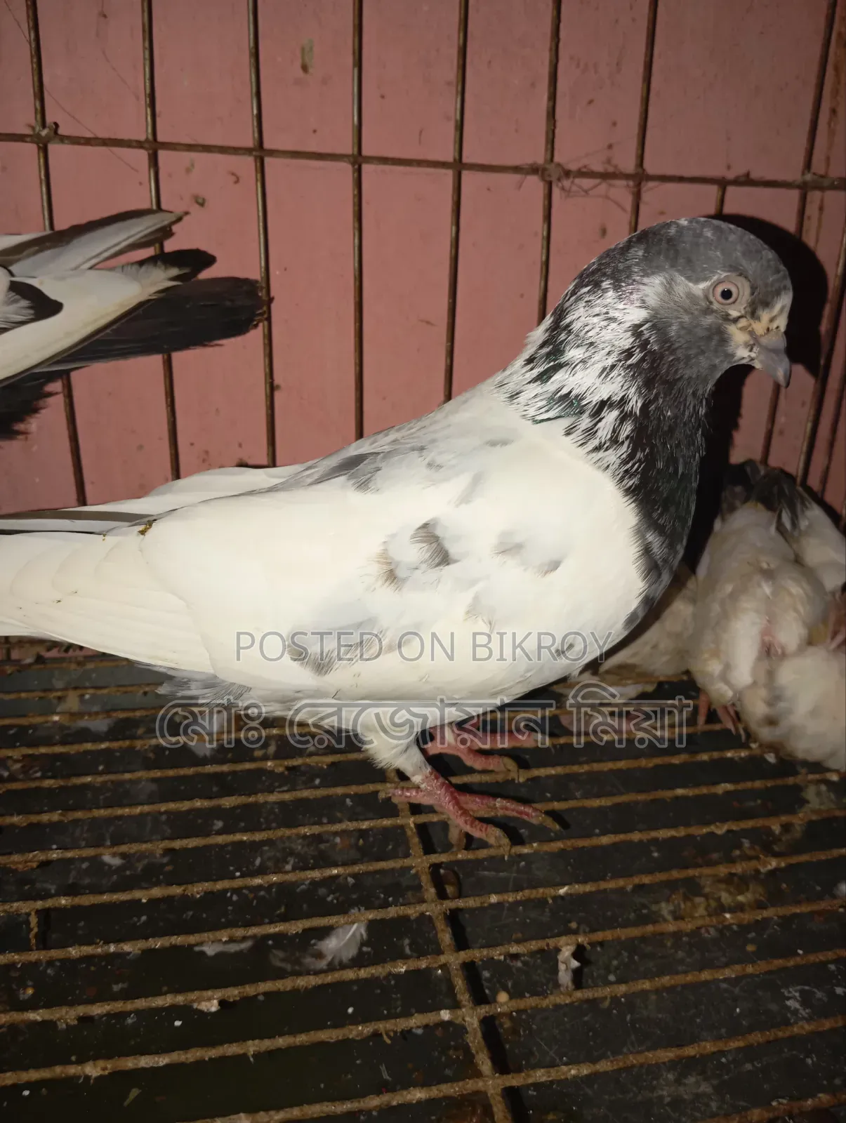 High-flying Giribaz pigeons for sale