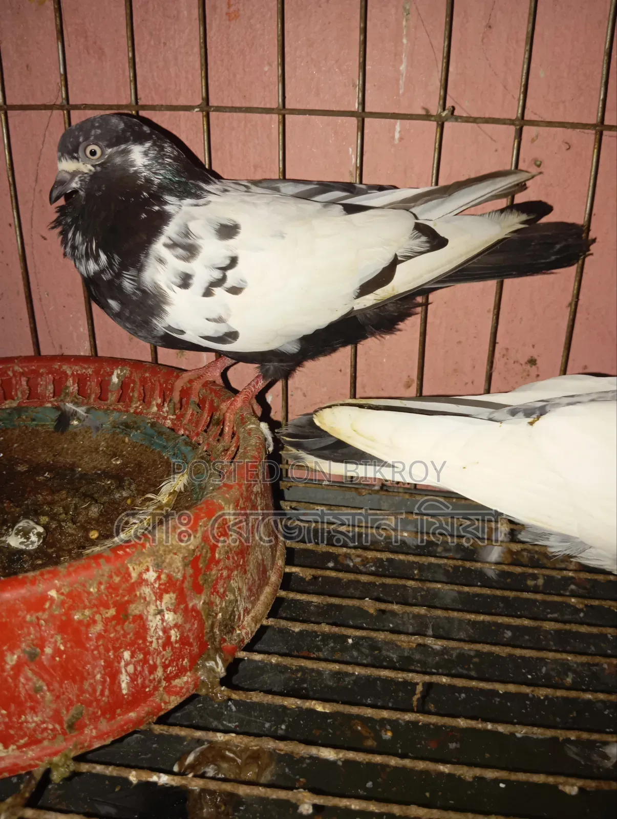 High-flying Giribaz pigeons for sale