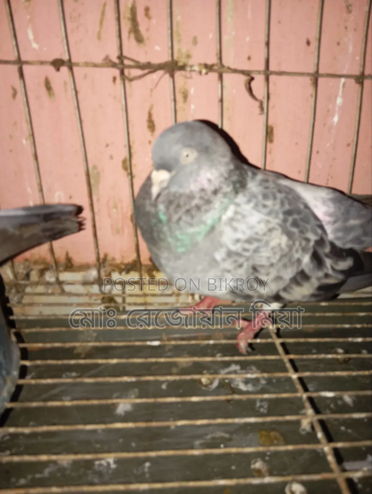 High-flying Giribaz pigeons for sale