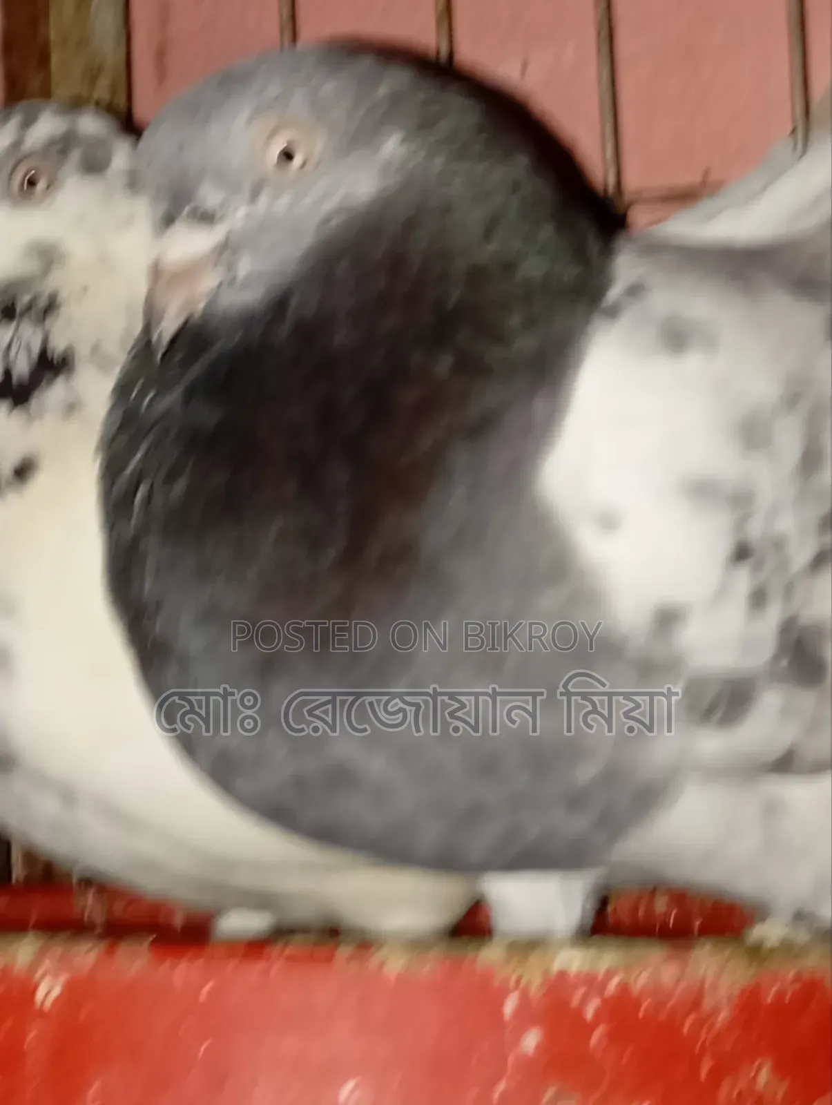 High-flying Giribaz pigeons for sale