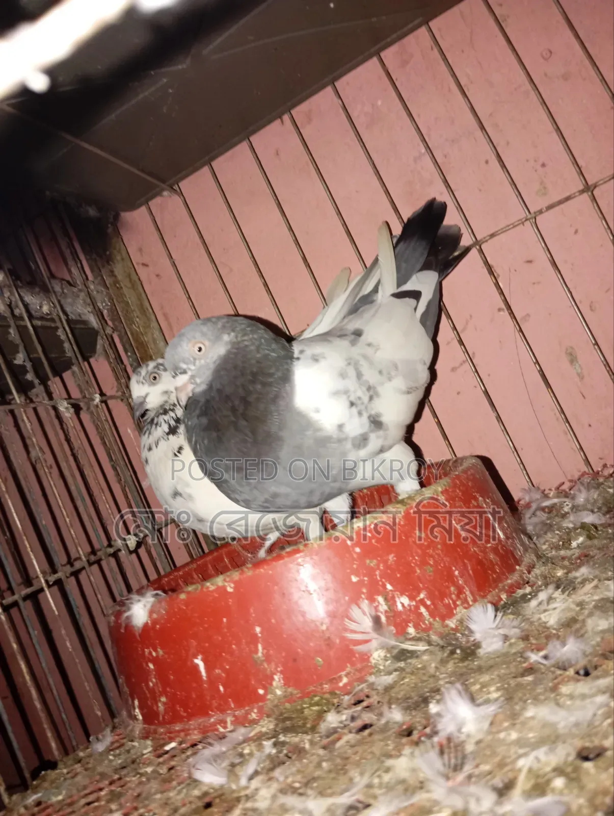 High-flying Giribaz pigeons for sale