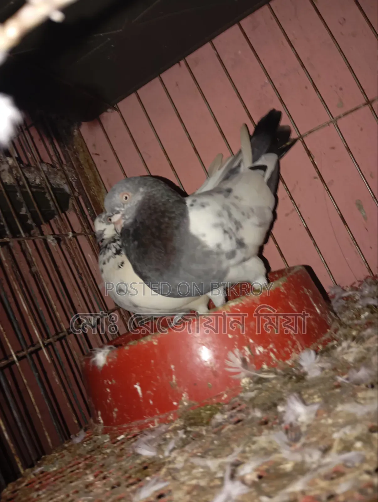 High-flying Giribaz pigeons for sale