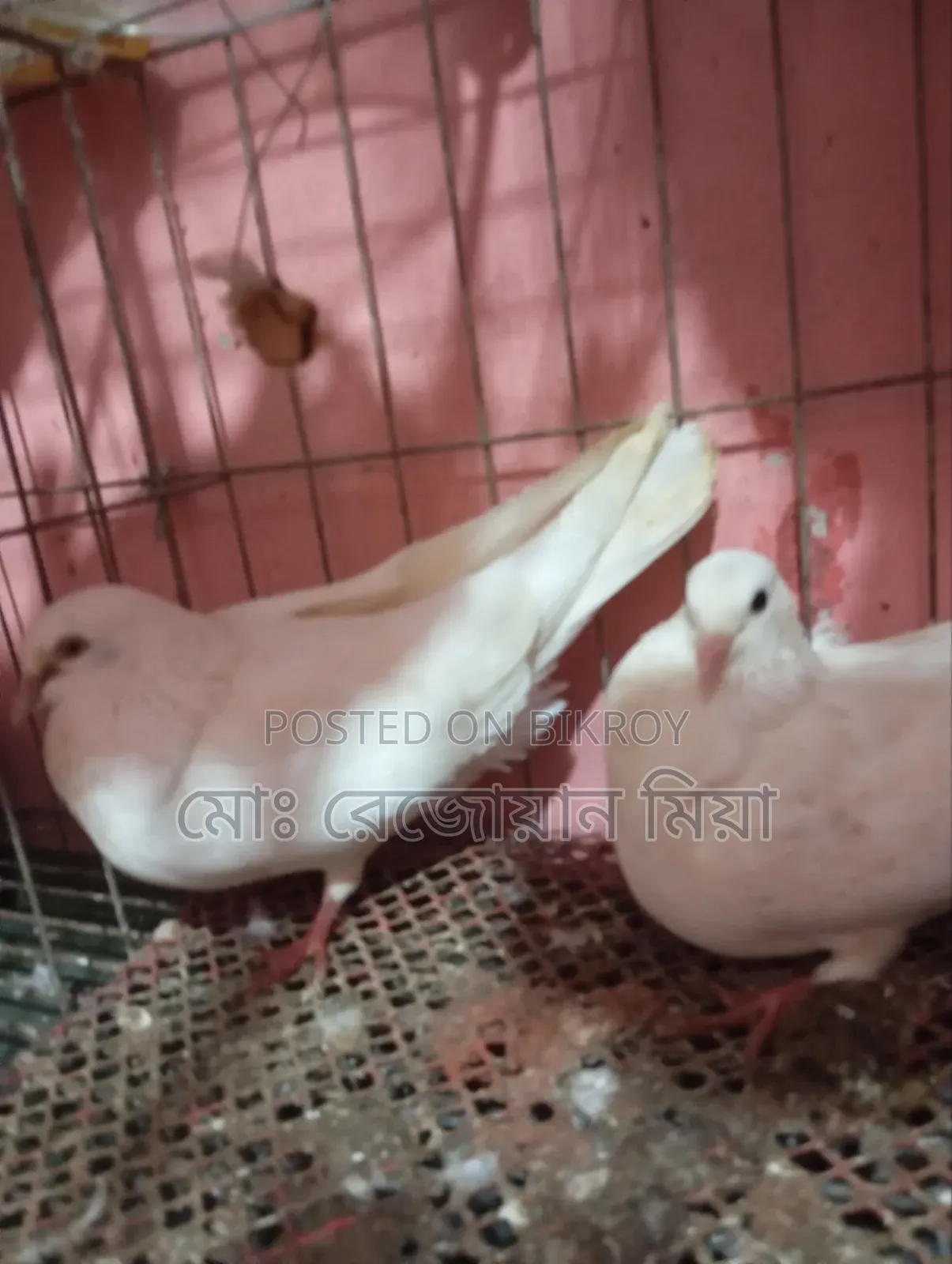 High-flying Giribaz pigeons for sale