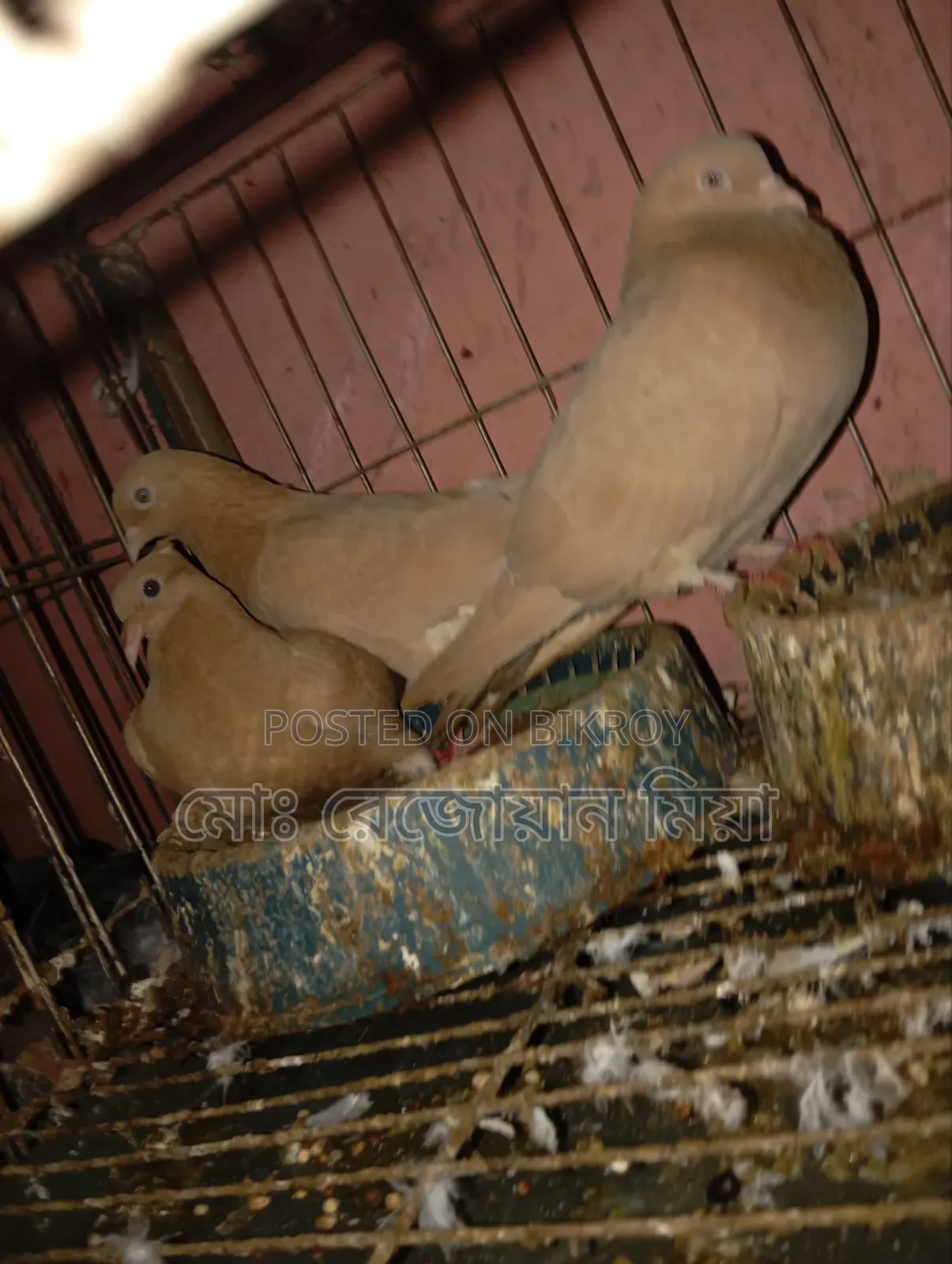 High-flying Giribaz pigeons for sale