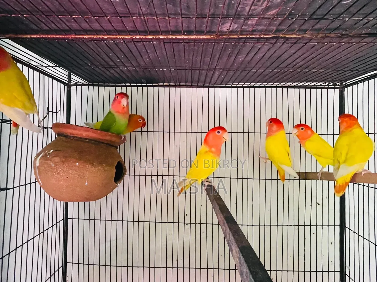 Love Bird Breeding Pair