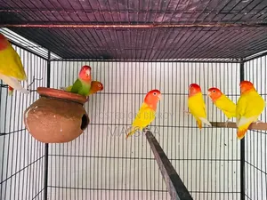Love Bird Breeding Pair