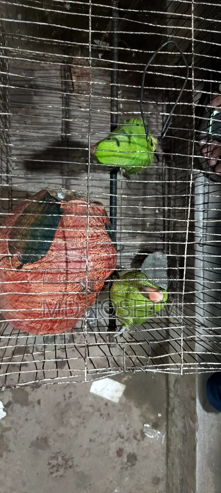 Parrot