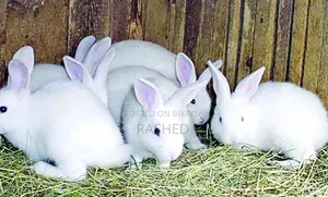 Running Rabbits