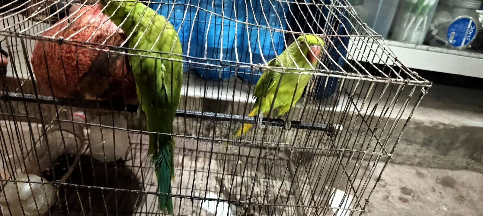 Parrot