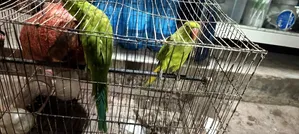 Parrot