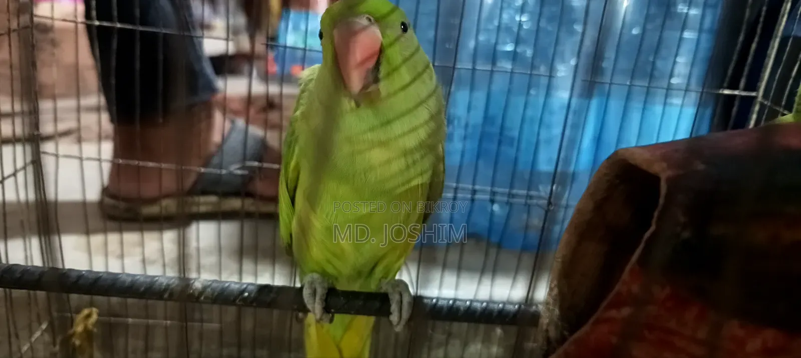 Parrot