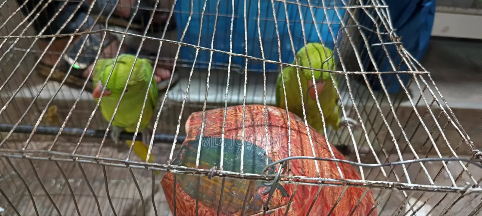 Parrot