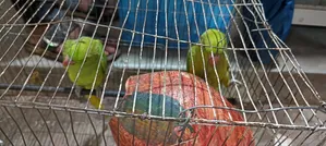 Parrot