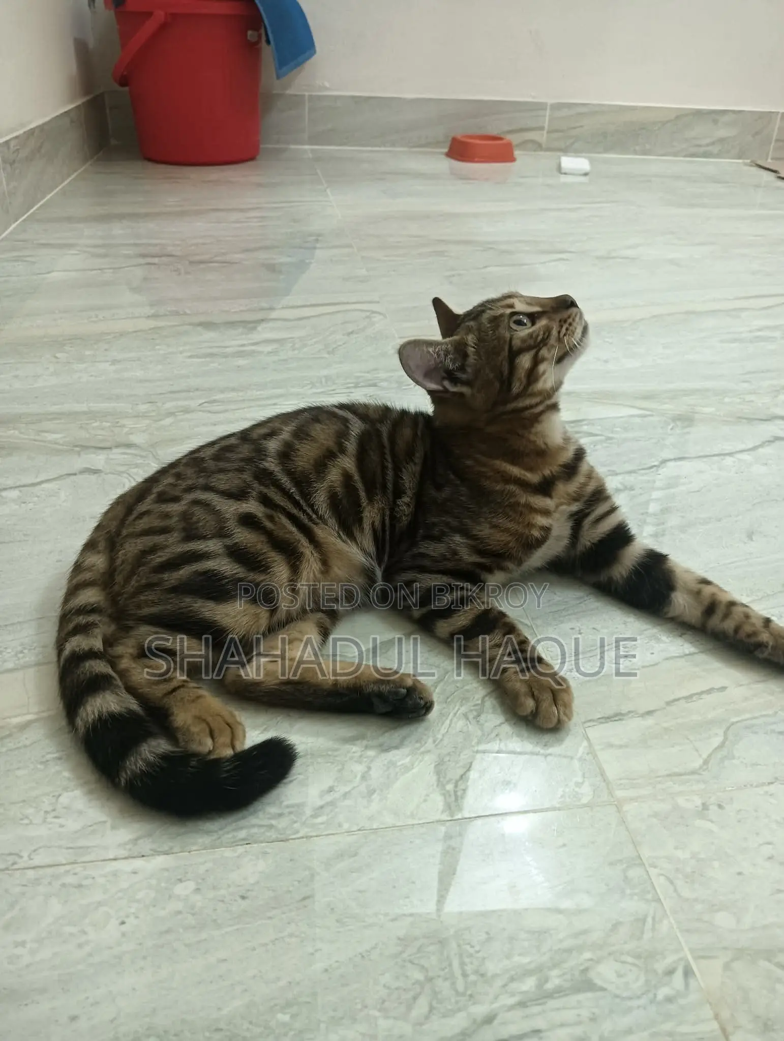 6-12 months Female Purebred Bengal