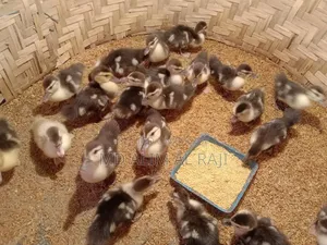 Chinese Ducklings for Sale