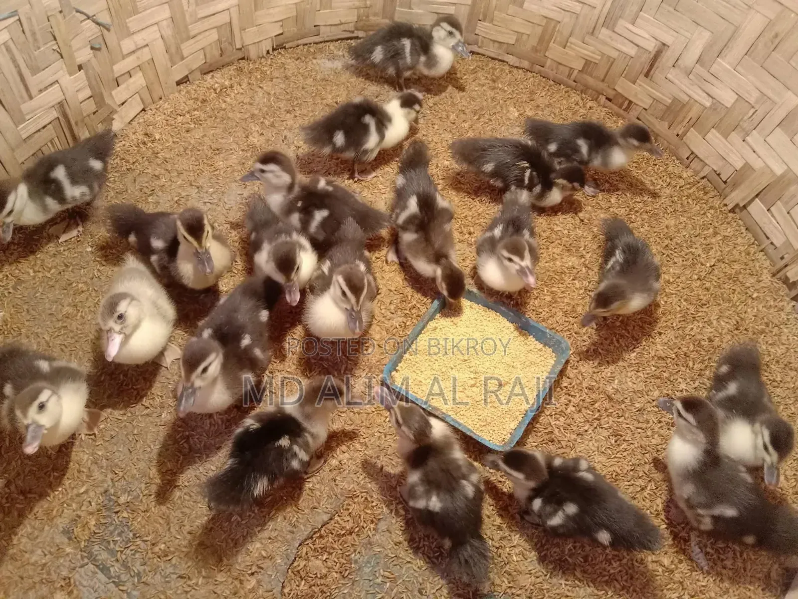 Chinese Ducklings for Sale