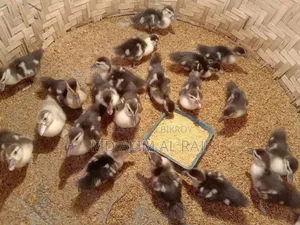 Chinese Ducklings for Sale