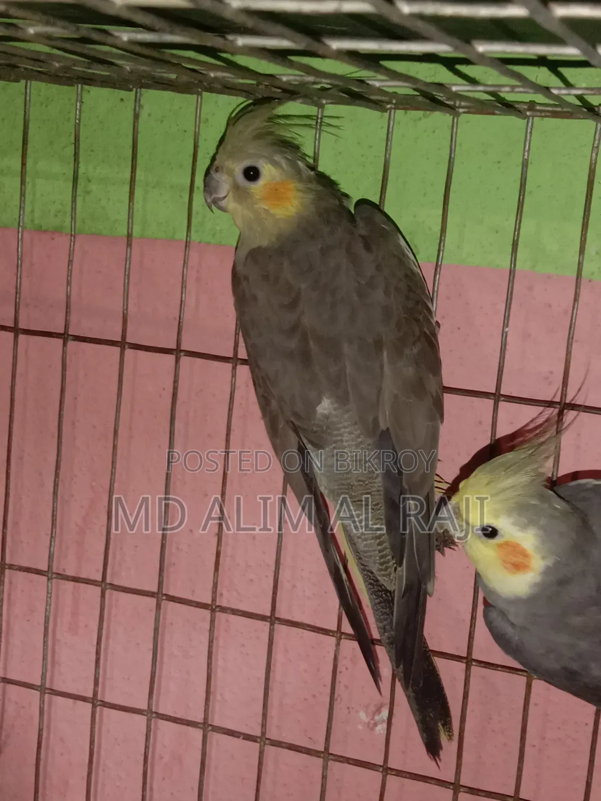 Grey Cockatiel Running Pair