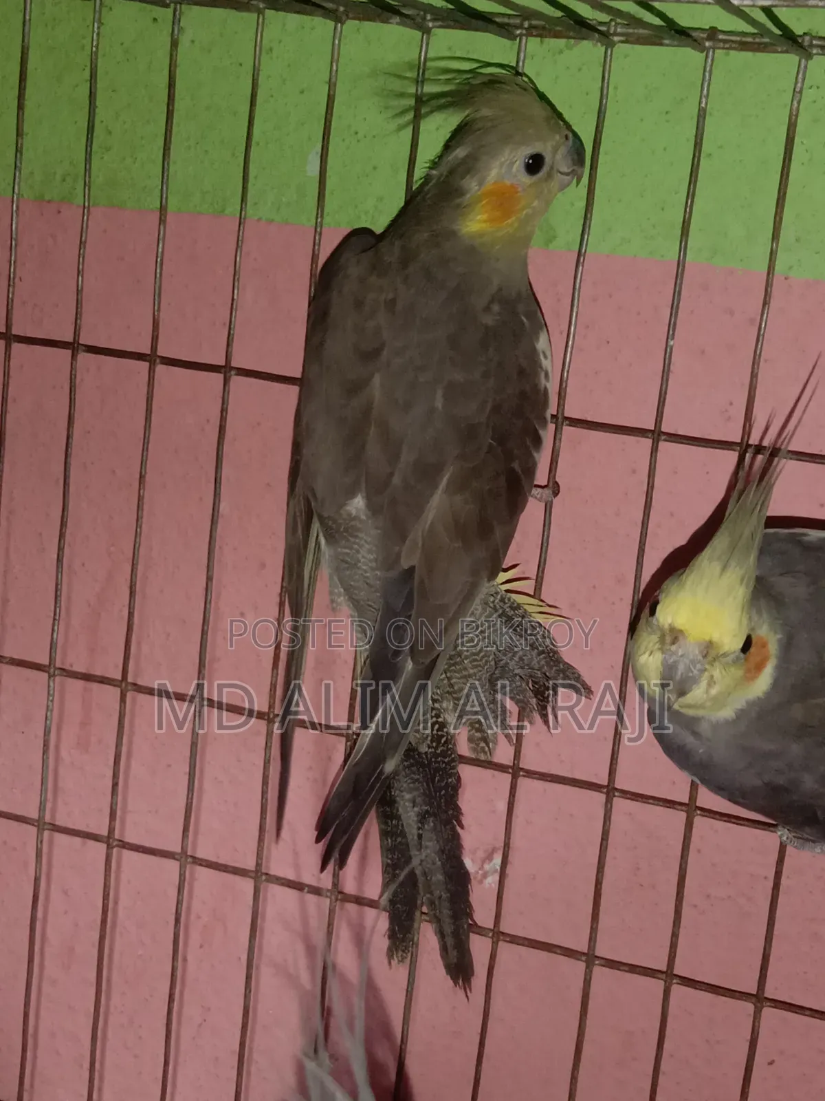 Grey Cockatiel Running Pair