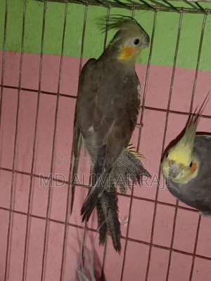 Grey Cockatiel Running Pair
