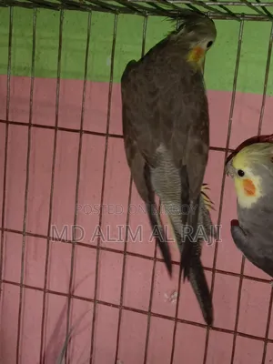 Grey Cockatiel Running Pair