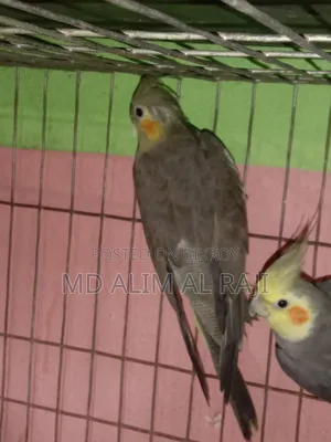 Grey Cockatiel Running Pair