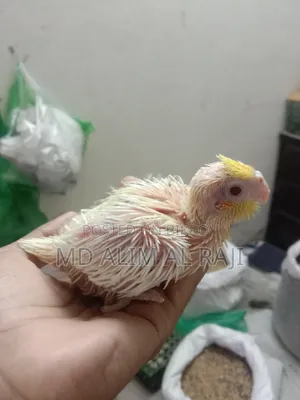Lutino Cockatiel Tame Size Baby