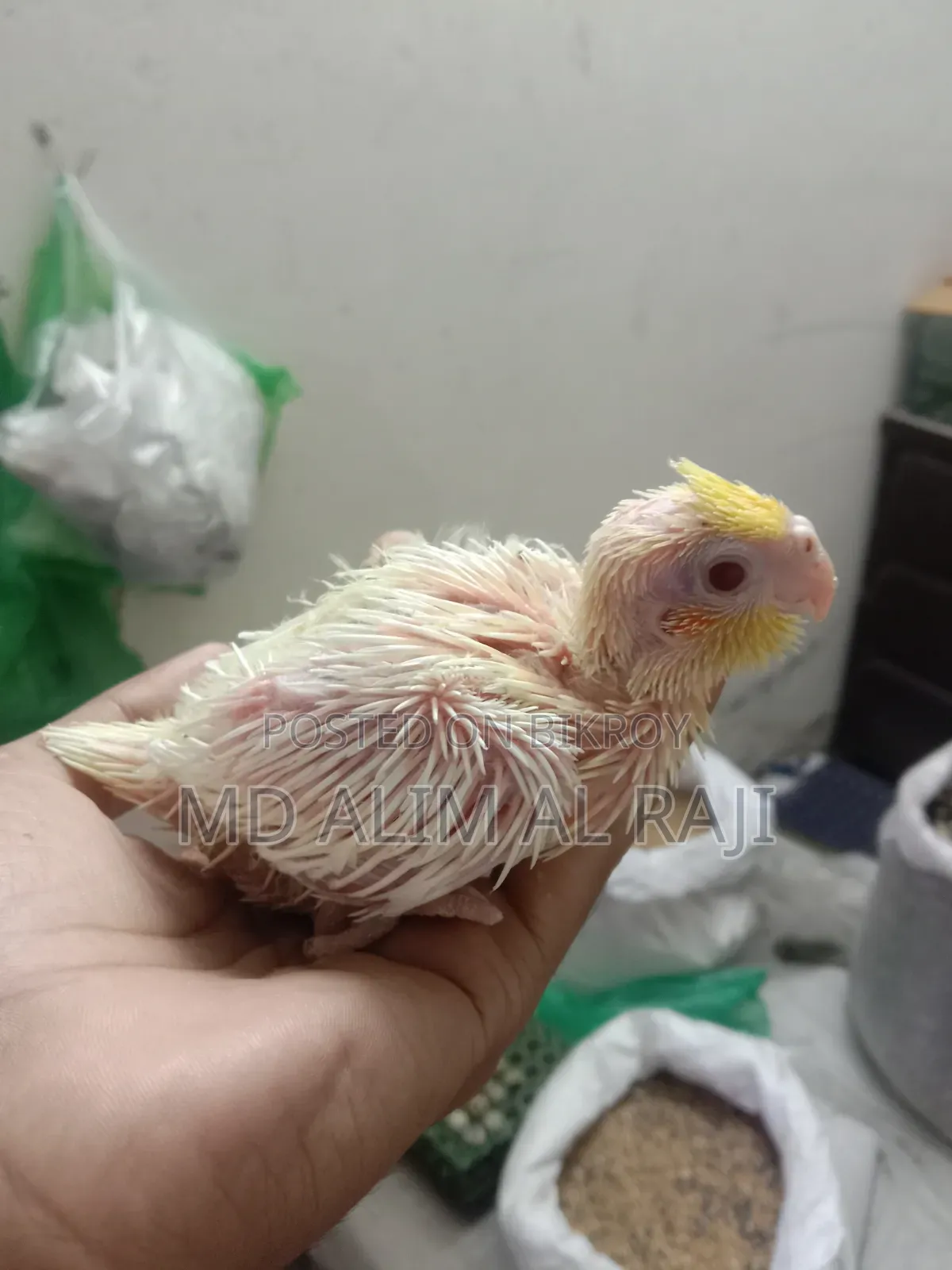 Lutino Cockatiel Tame Size Baby