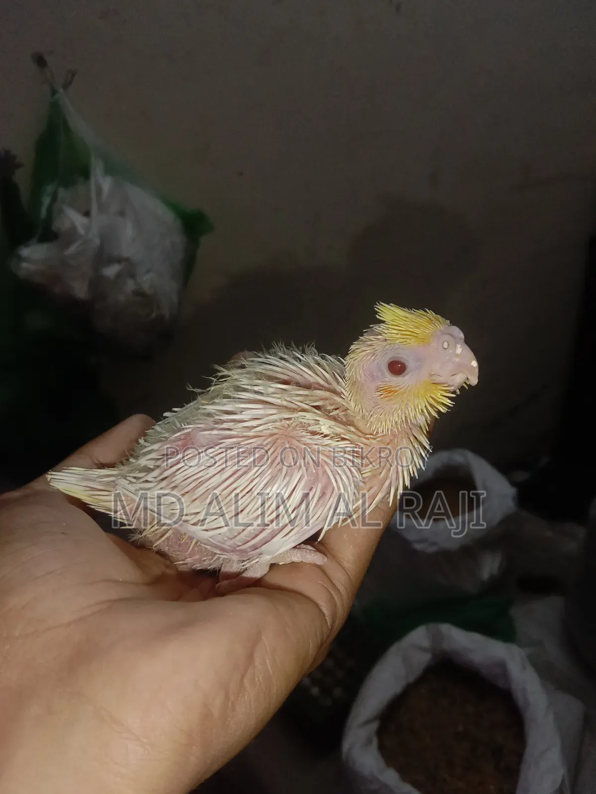 Lutino Cockatiel Tame Size Baby
