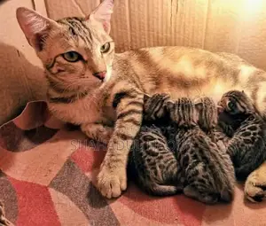 6-12 months Female Purebred Bengal
