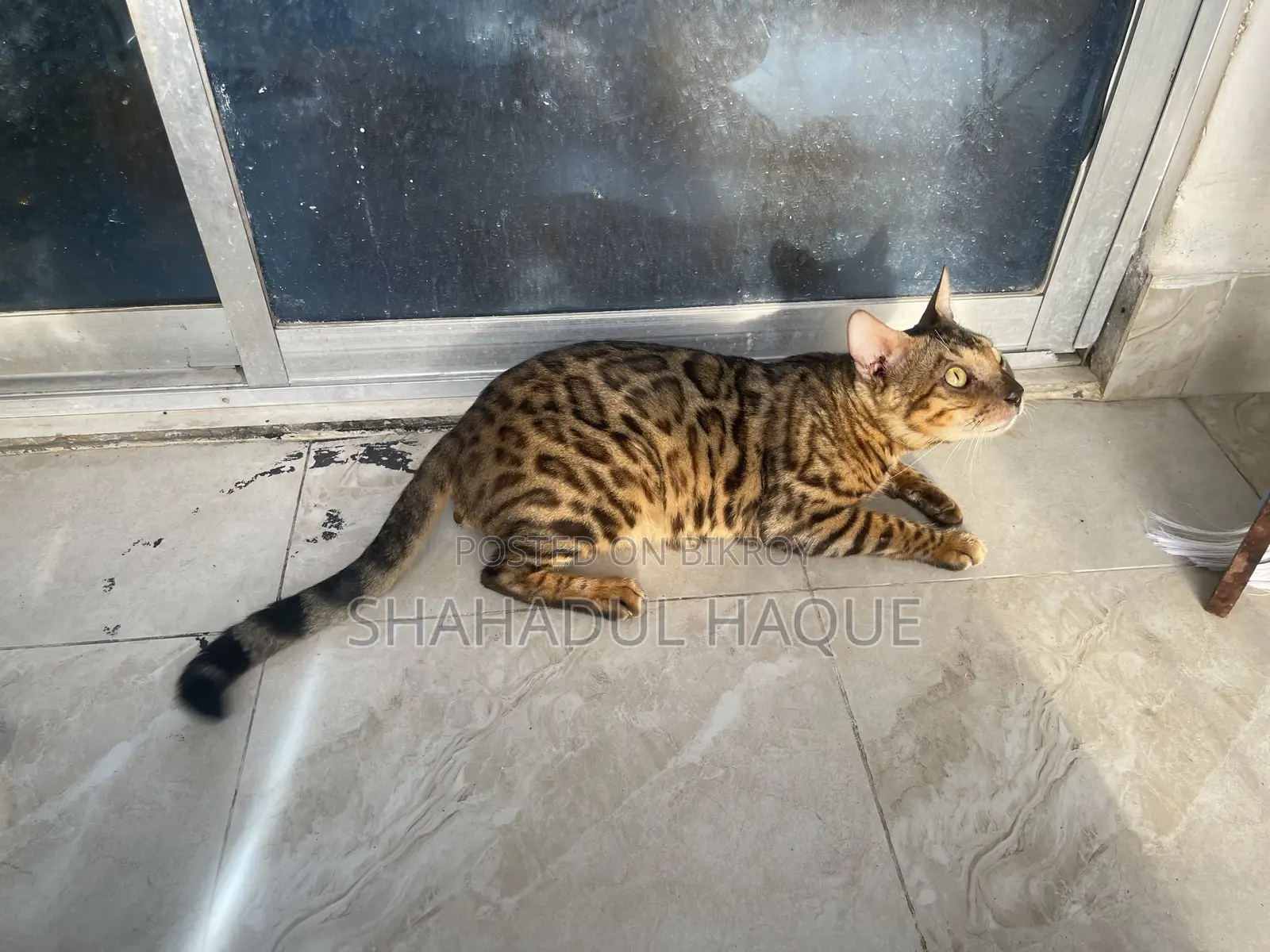 6-12 months Female Purebred Bengal