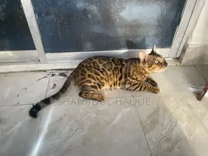 6-12 months Female Purebred Bengal