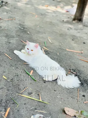 1+ year Female Mixed Breed Persian