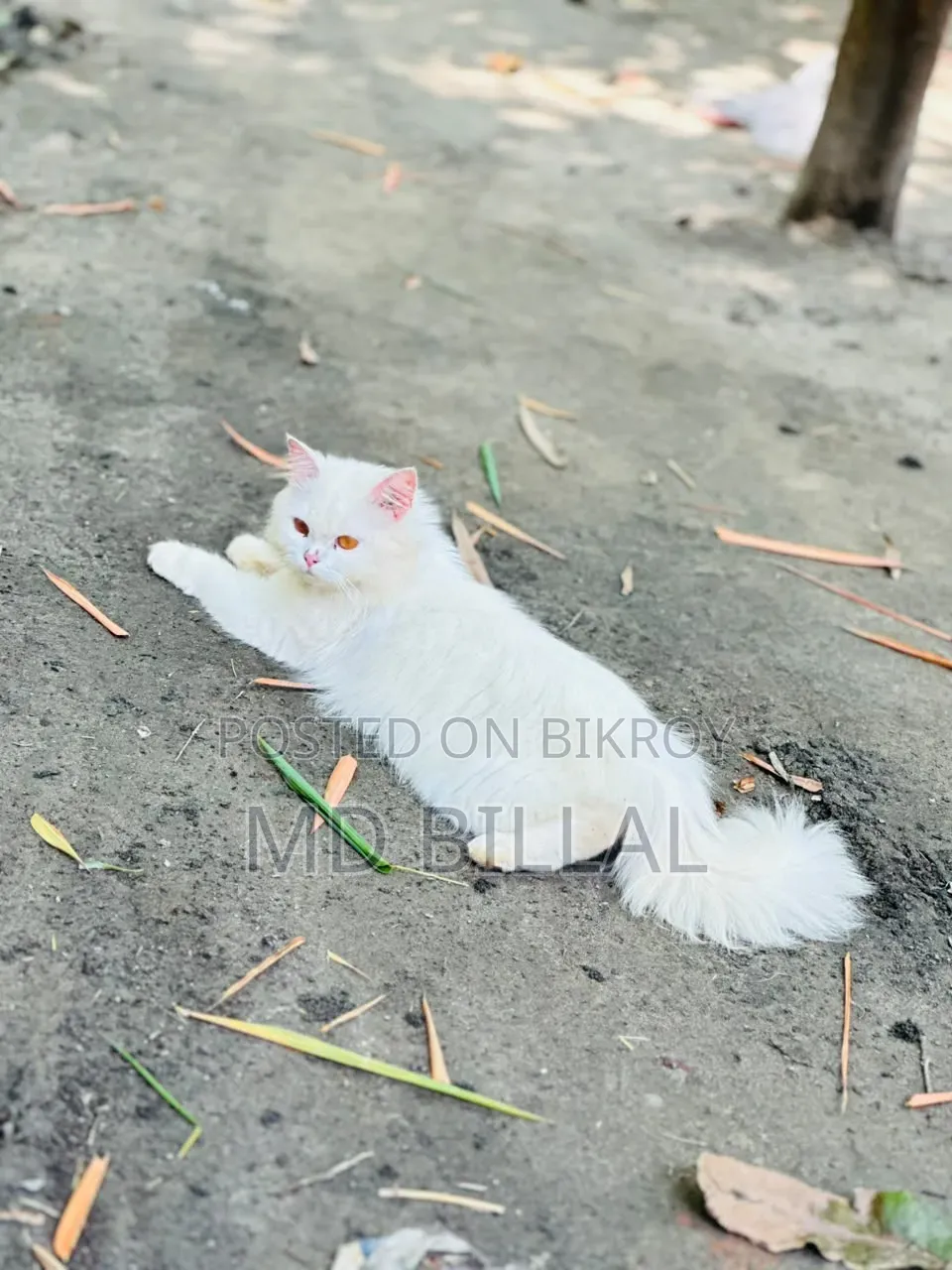 1+ year Female Mixed Breed Persian
