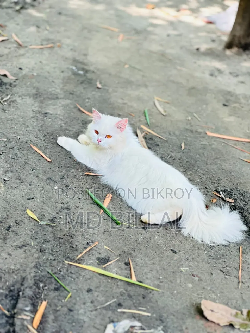 1+ year Female Mixed Breed Persian