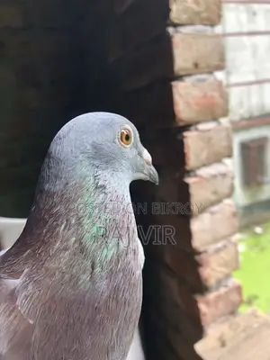 A very good pair of Homer pigeons