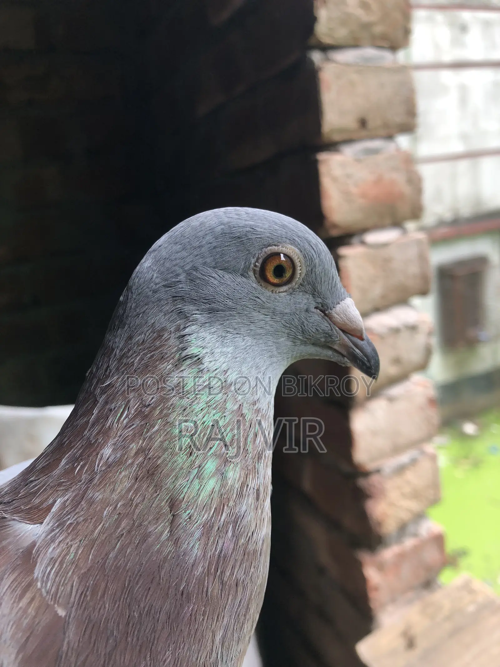 A very good pair of Homer pigeons