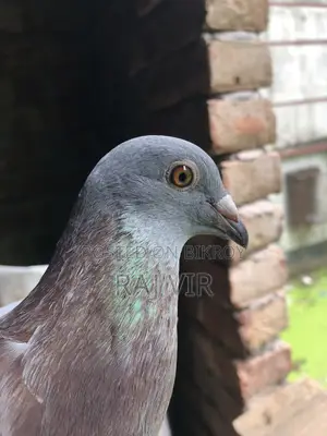 A very good pair of Homer pigeons