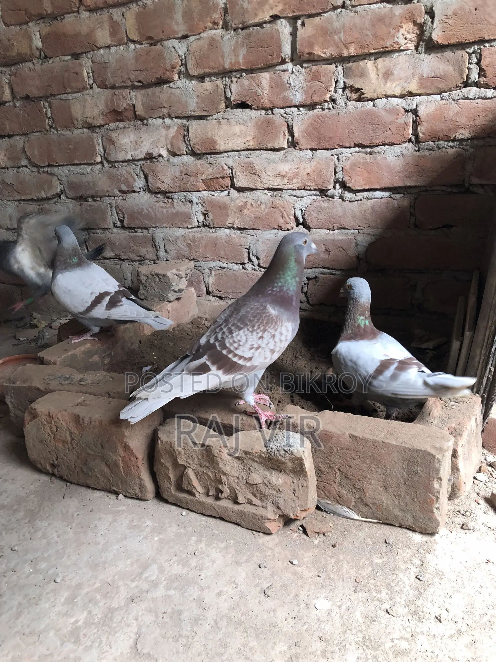 A very good pair of Homer pigeons