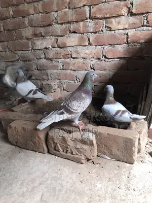 A very good pair of Homer pigeons
