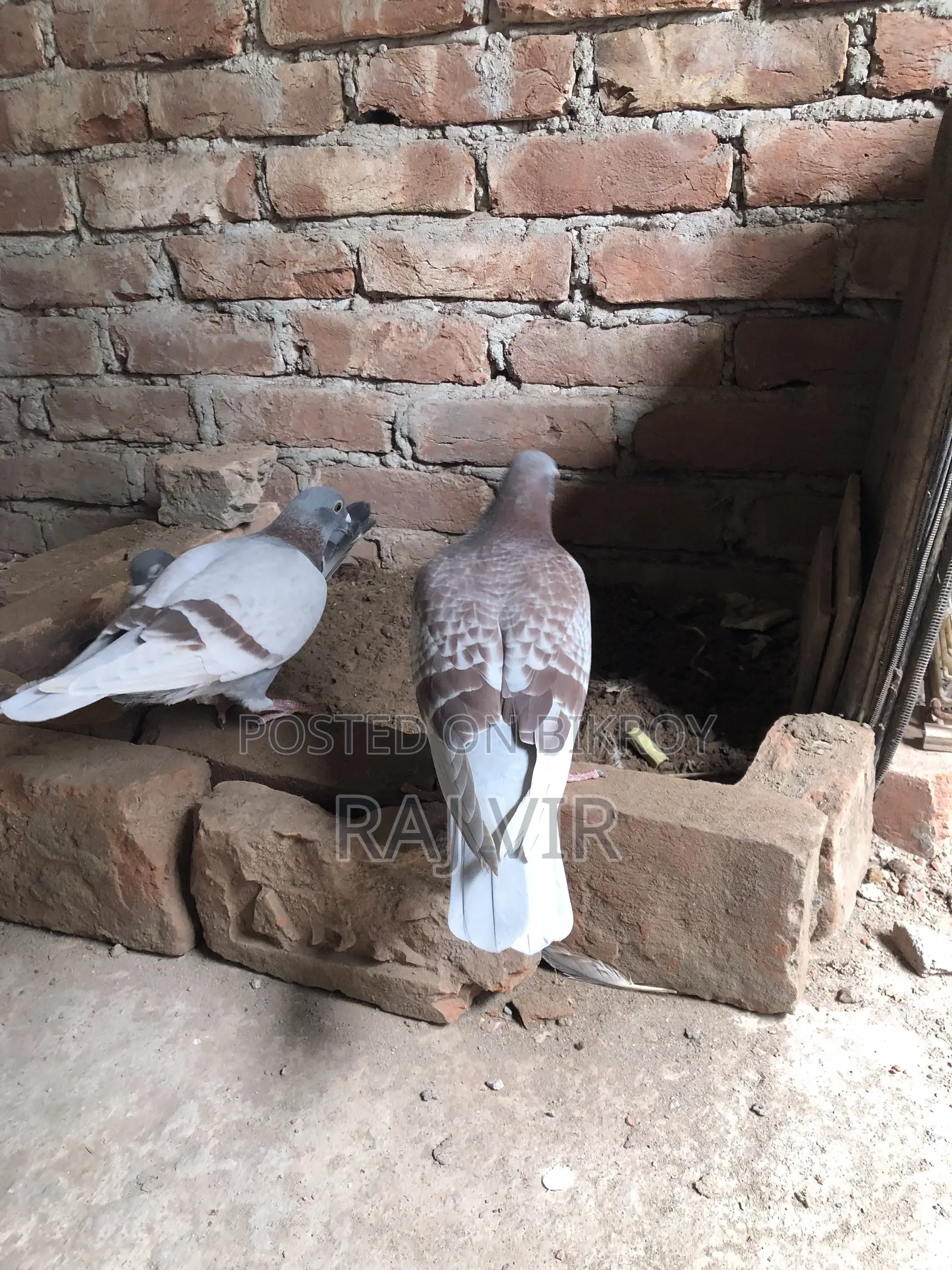 A very good pair of Homer pigeons