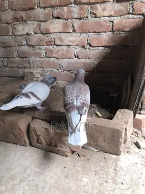 A very good pair of Homer pigeons