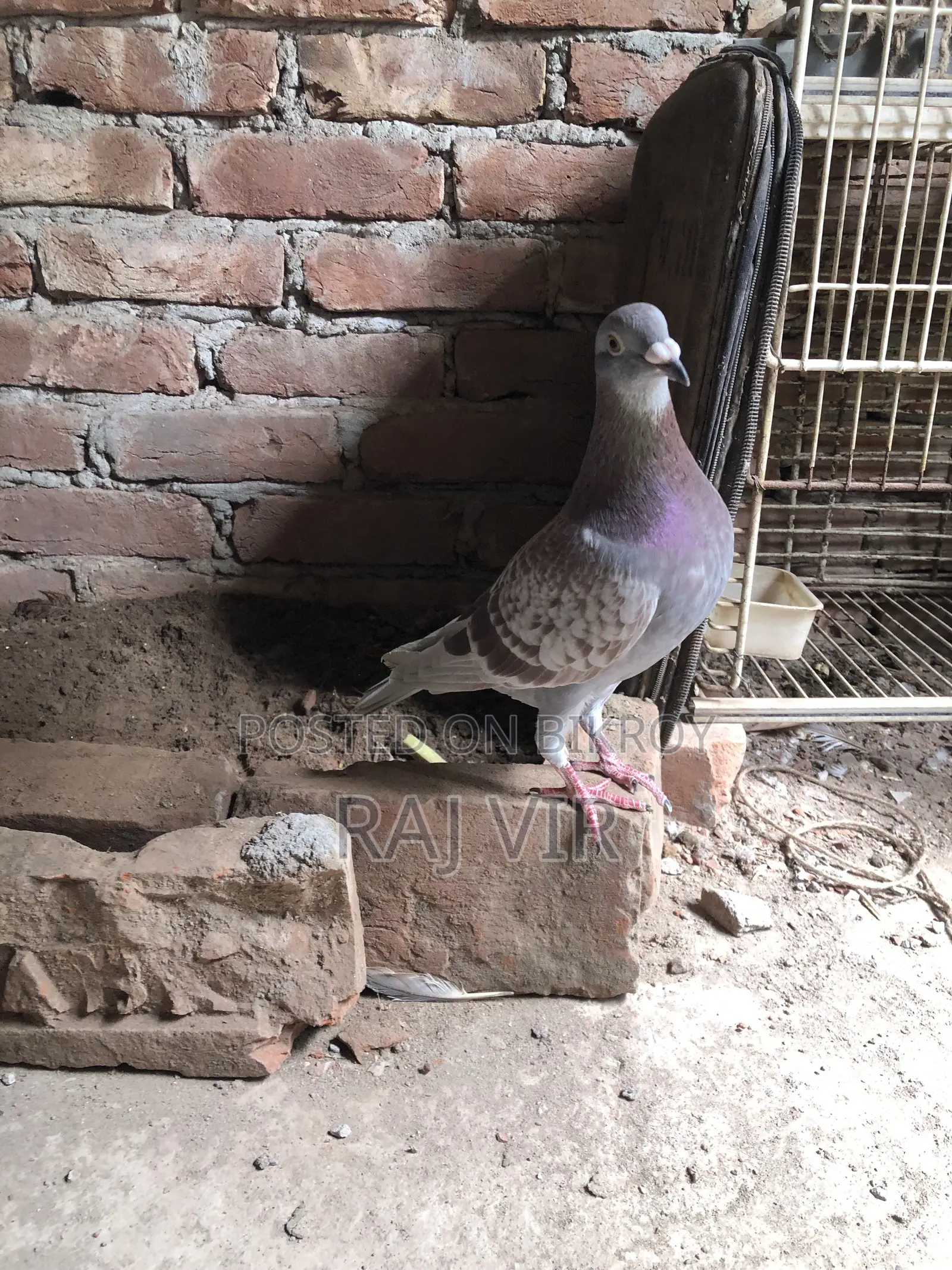 A very good pair of Homer pigeons