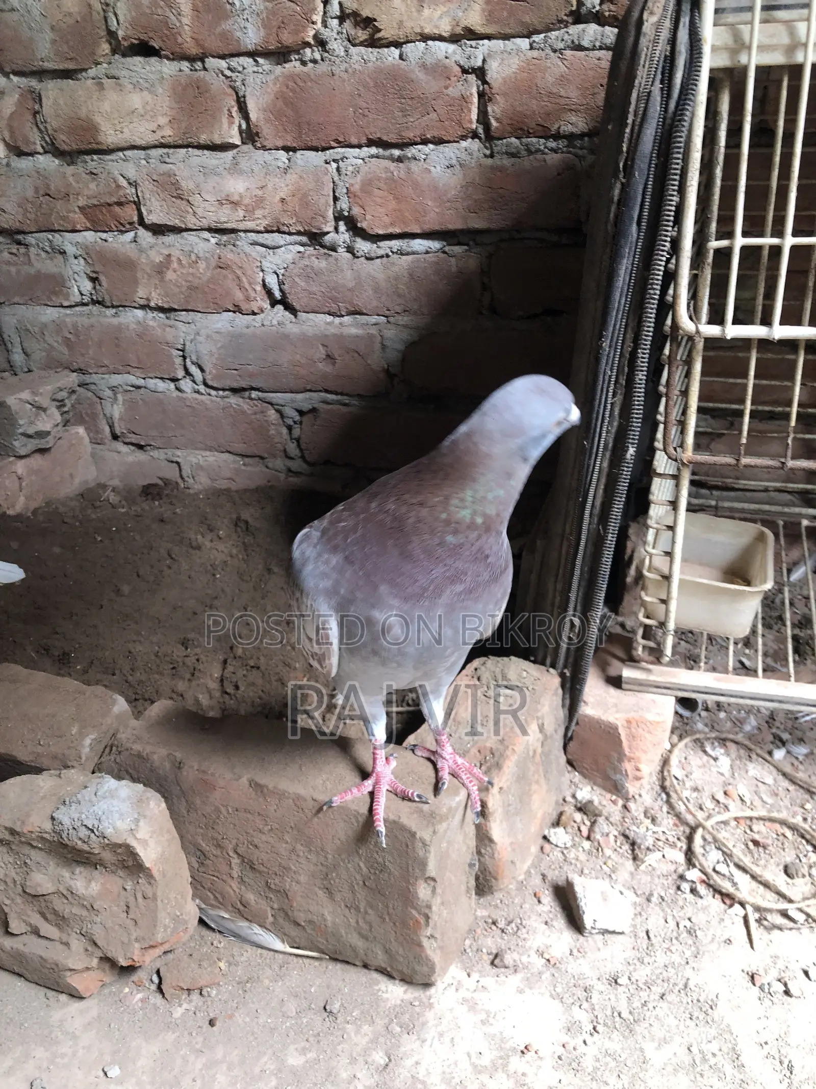 A very good pair of Homer pigeons
