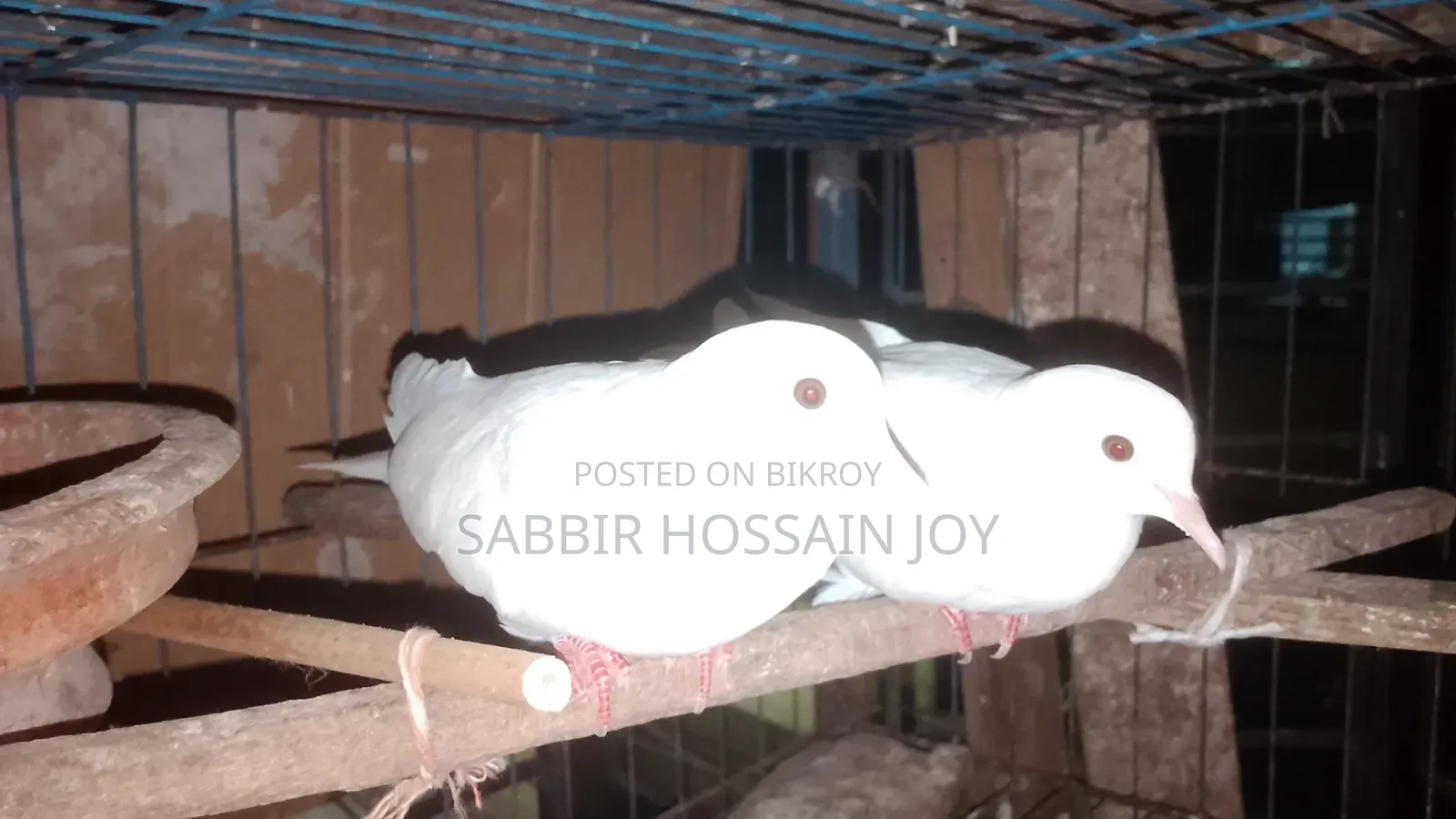 White Dove Bird