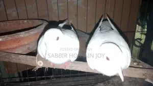 White Dove Bird