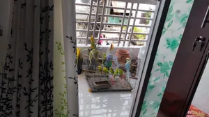 Budgerigar Birds for Sale