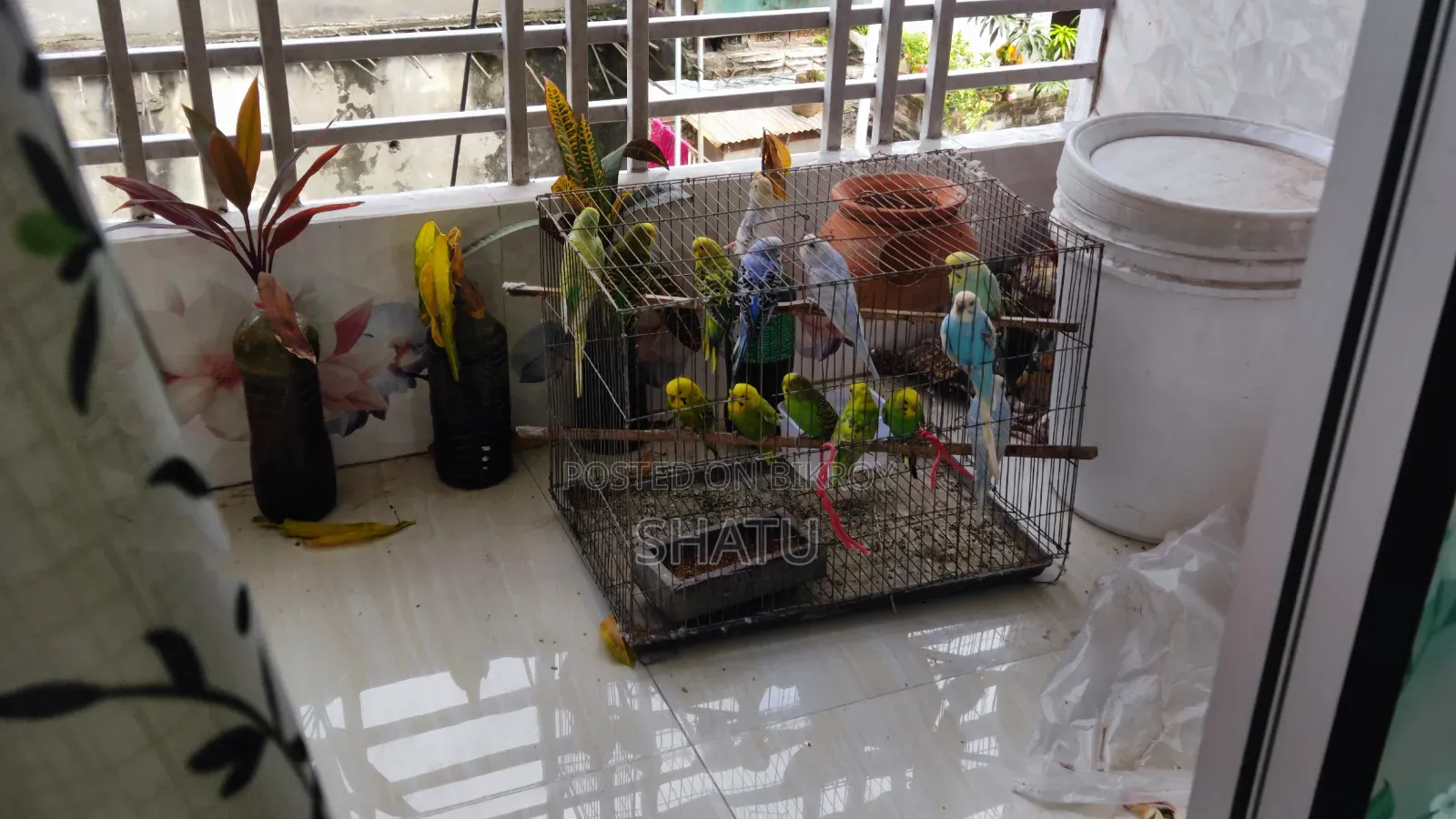 Budgerigar Birds for Sale